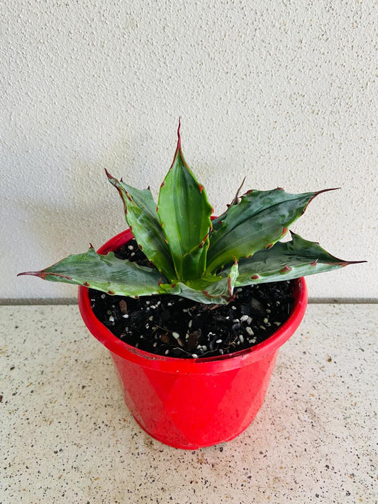 Agave Colorata Marginata Variegated 130mm