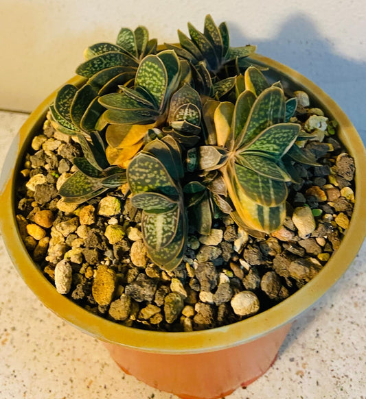 Gasteria Minima Variegated-130mm