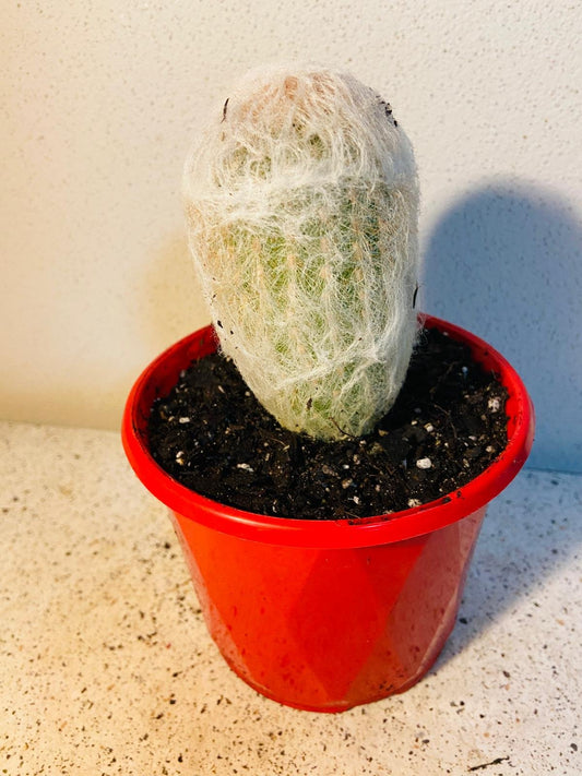 Cacti - Espostoa Melanostele – The Peruvian Old Lady