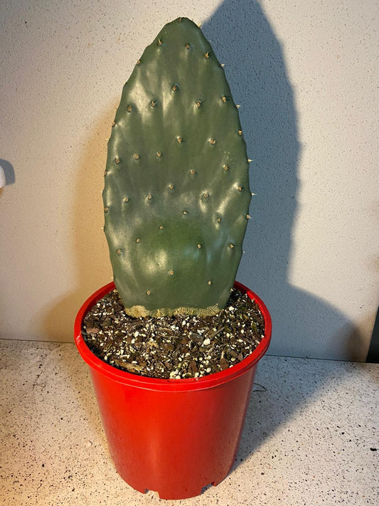 Opuntia Ficus Indica - Indian Fig#45 (210mm)