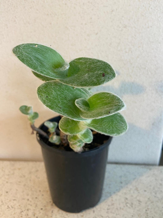 Tradescantia Spiderwort