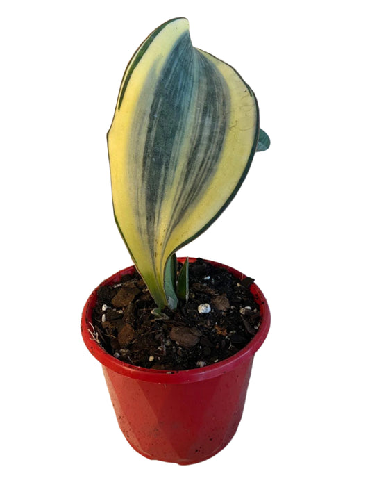 Sansevieria Masoniana Varigated - Whalefin 130mm