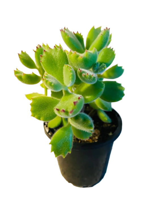 Cotyledon Bear's Paw