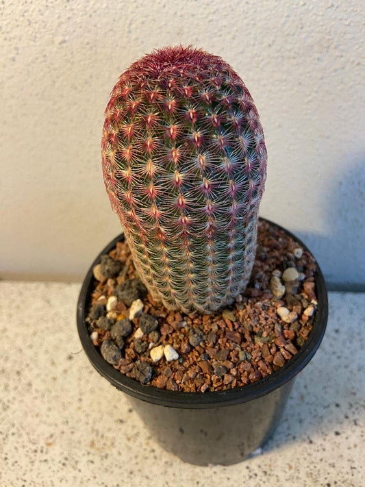 Cacti - Echinocereus Ridgidissimus SSP Rubrispinus #56