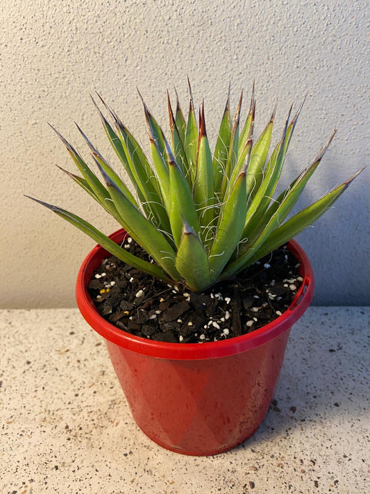 Agave Filifera #49