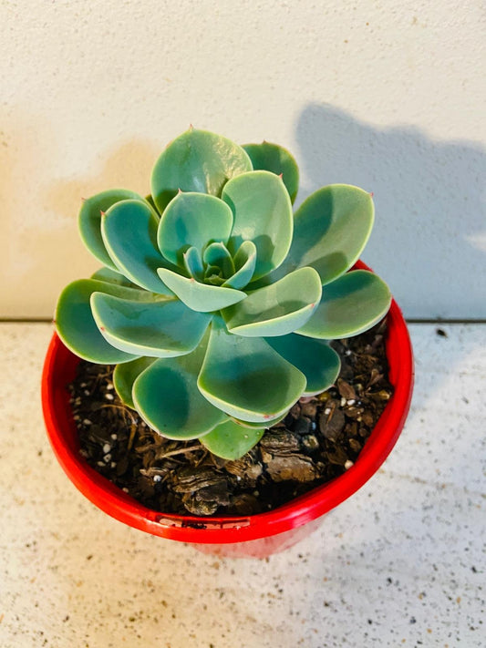 Echeveria Imbricata 130mm