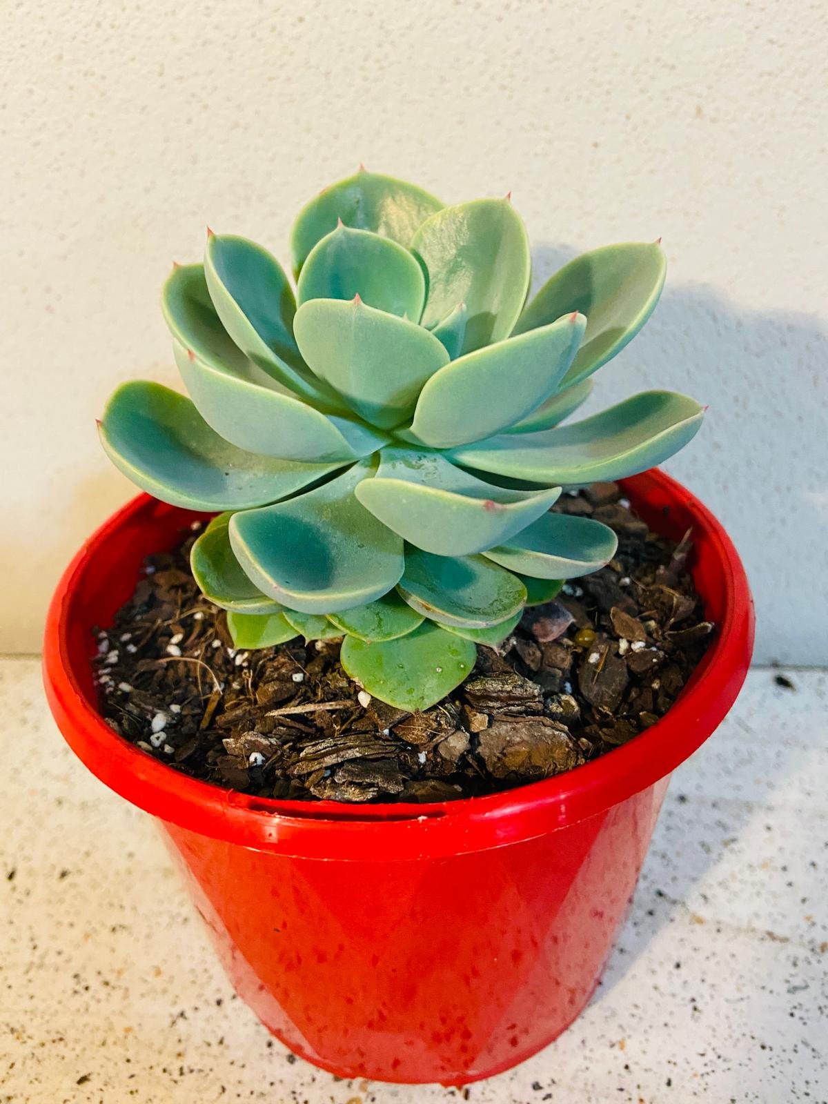 Echeveria Imbricata 130mm