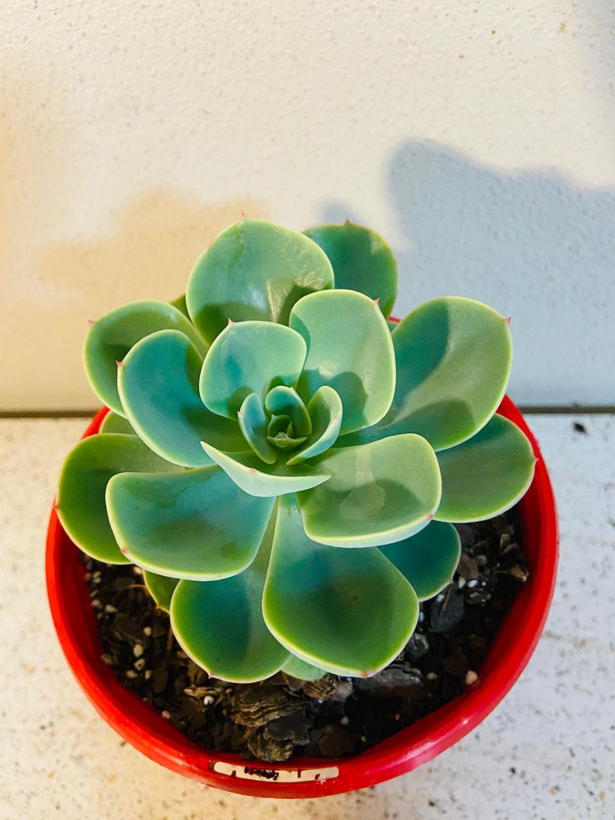 echeveria blue rose imbricata succulent Buy Echeveria Imbricata