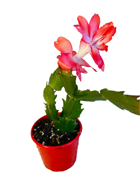 Cacti - ZygoCactus Assorted - 130mm