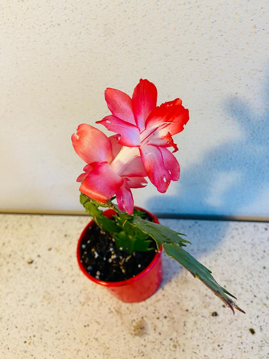 Cacti - ZygoCactus Assorted - 130mm