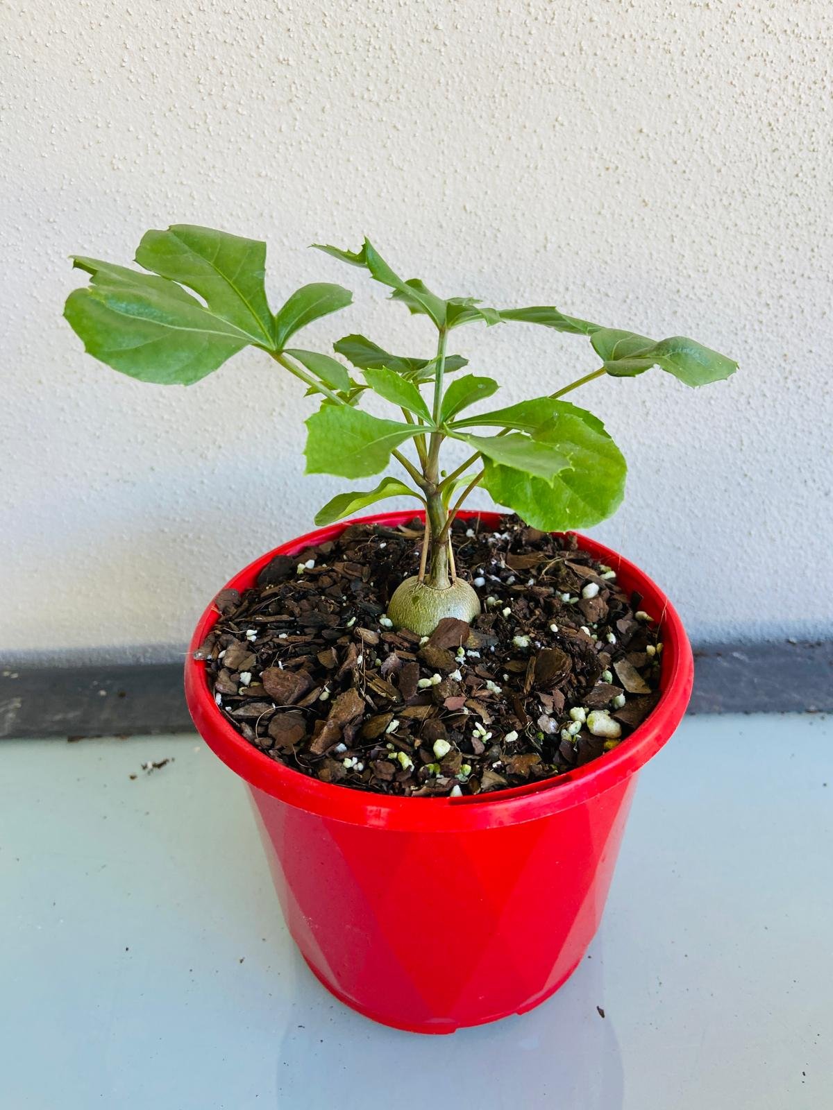Cussonia Paniculata Sub Sinuata-130mm