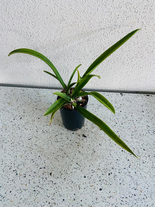 Den.(Burana Pearl X Chao Praya Sweet) X Den.Mitzuao White 100mm