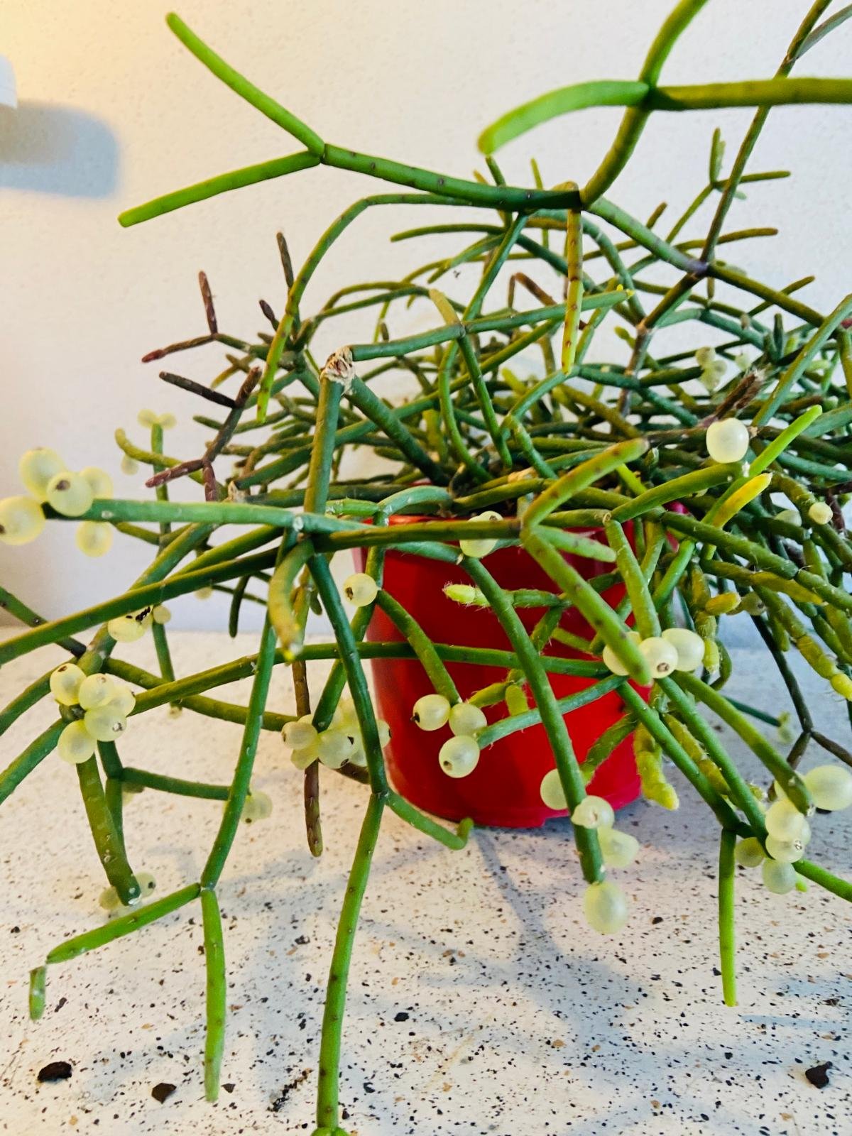 epiphytic succulents Buy Rhipsalis Red Coral