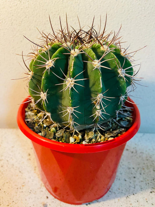 Cacti - Acanthocalycium Peitscherianum #60