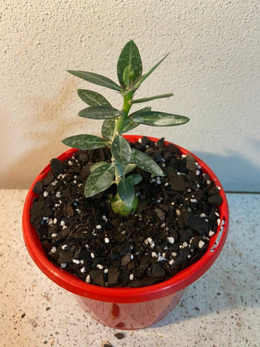 Pachypodium Bispinosum 130mm