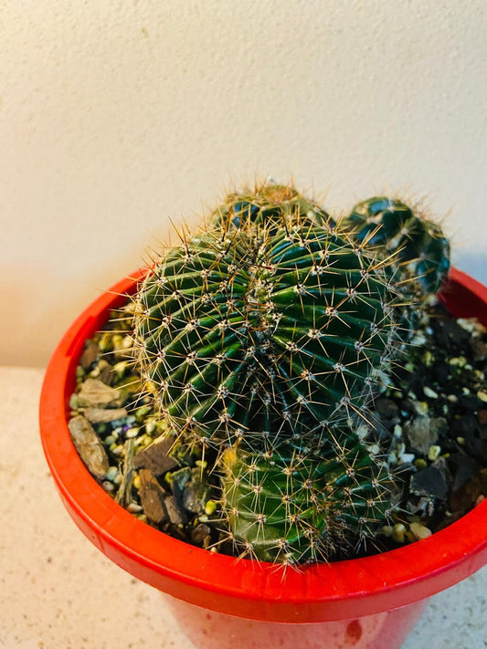 Cacti - Echinopsis Special Crested #56