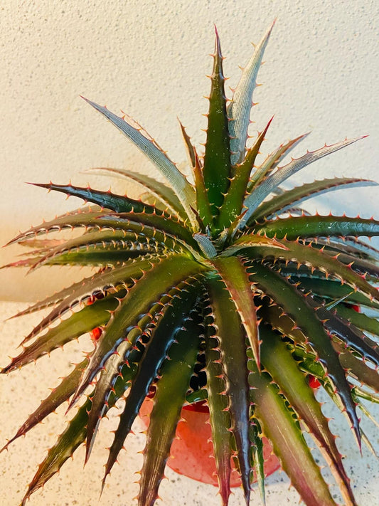Dyckia #7