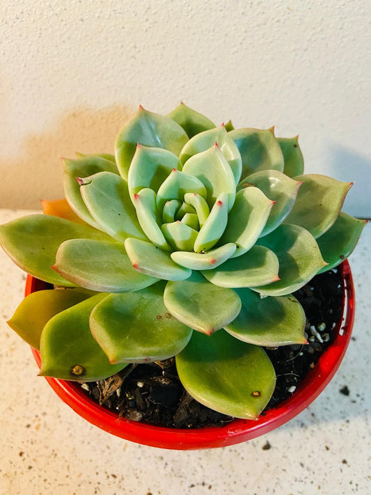 Echeveria Champagne Green Red 130mm