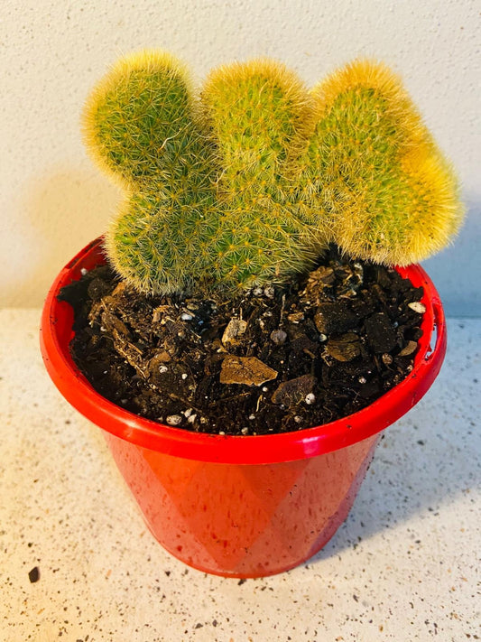 Cacti - Cliestocactus Crested