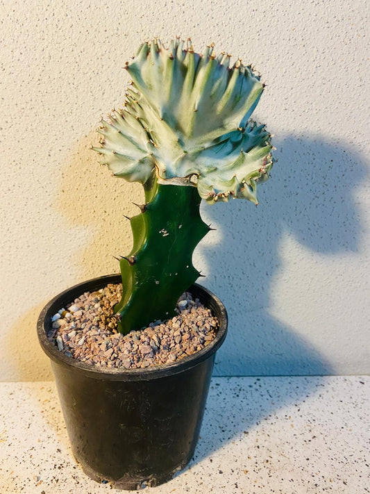 Euphorbia Lactea Crested Graft White