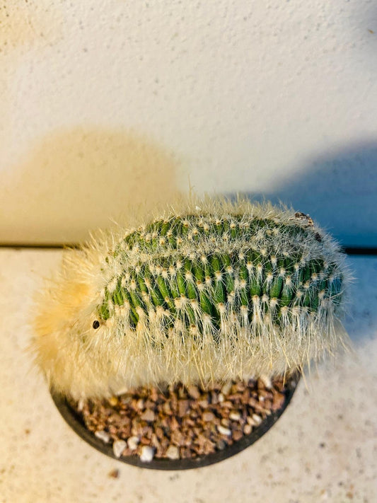 Cacti - Cleistocactus Strausii V Crested