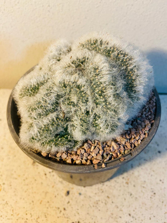 Cacti - Mammillaria Bocasana Crested-140mm