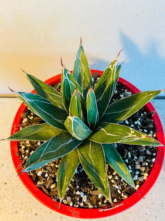 Agave Victoria - Reginae (Queen Victoria or Royal Agave )