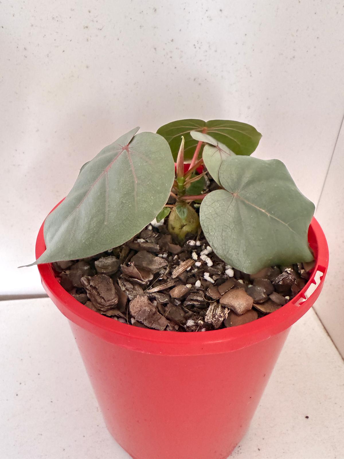 Ficus Petiolaris -Bare root