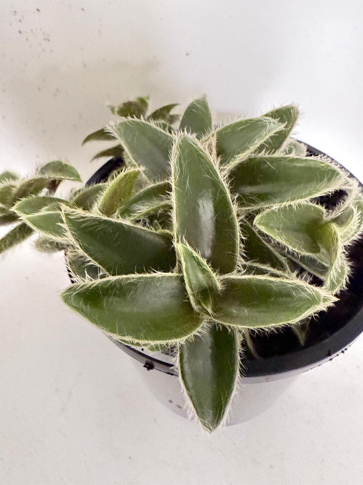 Cyanotis Somaliensis – Kitten Ears / Fuzzy Ears 100mm pot size plant
