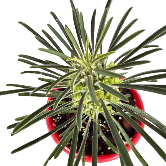 Euphorbia Clandestina-130mm