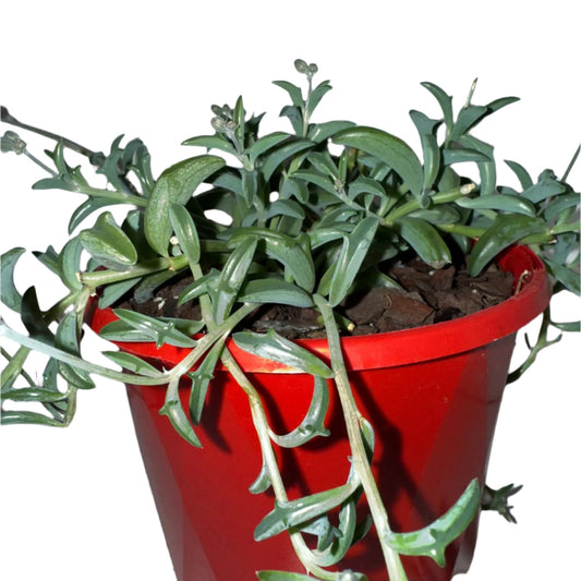 Senecio Peregrinus Dolphin Necklace