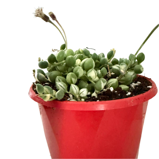 Senecio - Weeping Angel - 130mm