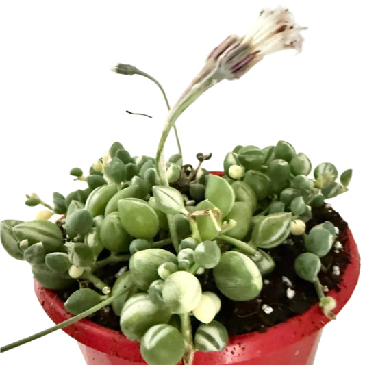 Senecio - Weeping Angel - 130mm