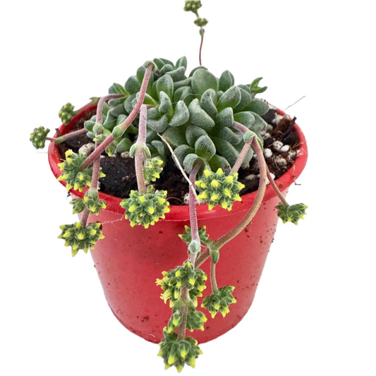 Crassula Fernwood - 80mm