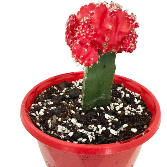 Cacti - Grafted Cactus Deep red 130mm