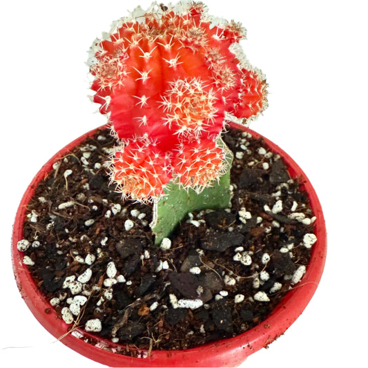 Cacti - Grafted Cactus Orange red 130mm