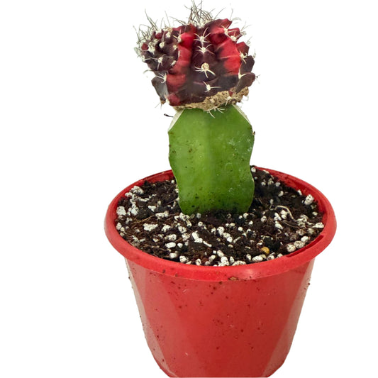 Cacti -Grafted Cactus Gymnocalycium- 130mm