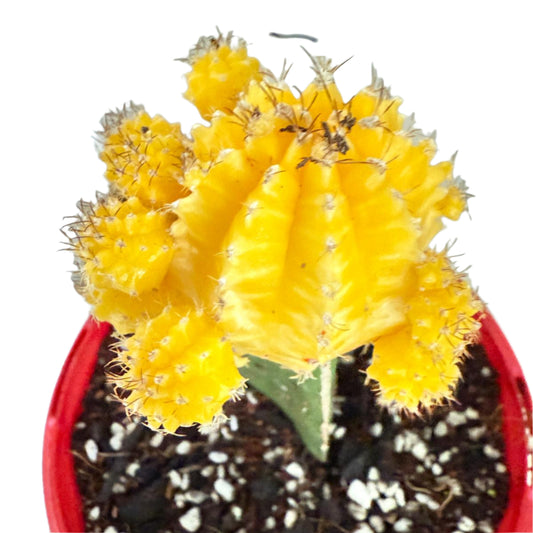Cacti - Grafted Cactus yellow 130mm
