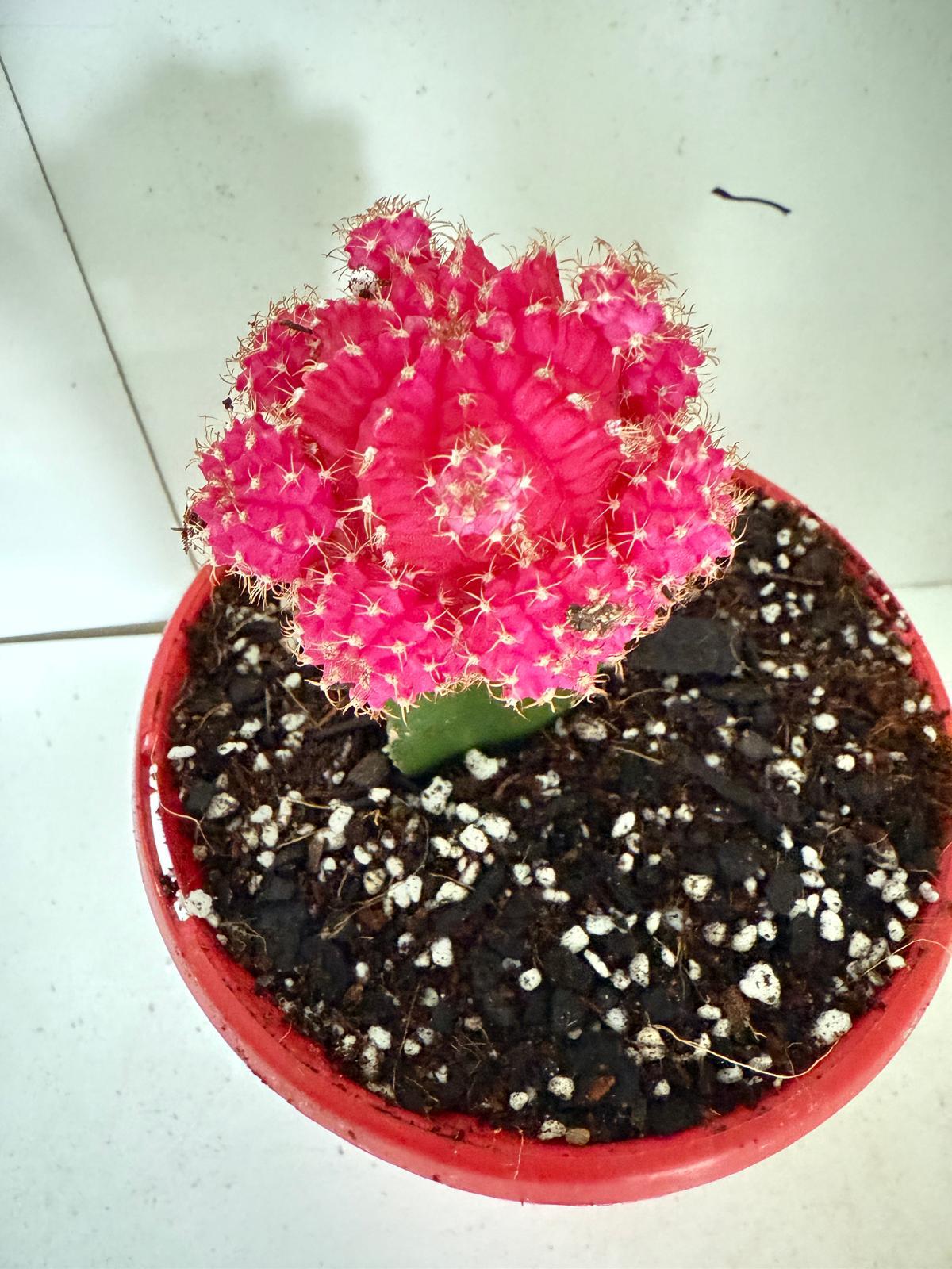Cacti - Grafted Cactus Pink-130mm