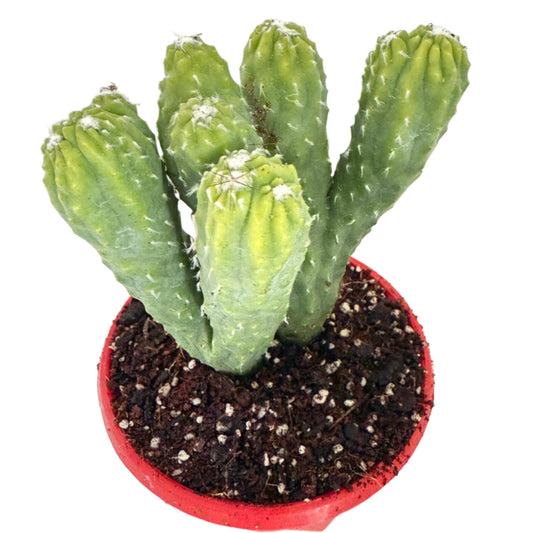 Cereus Wild Thing 130mm