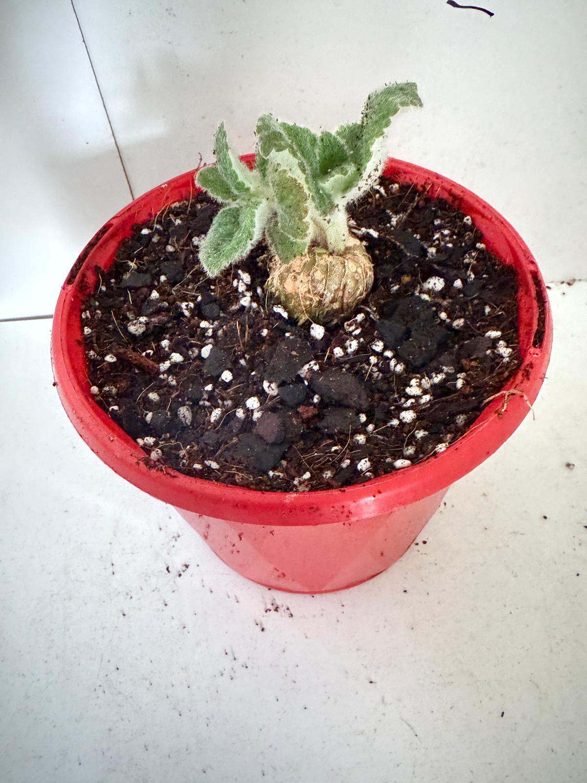 Crushed Velvet Hybrid (Leucotrica x Bullata) 130mm