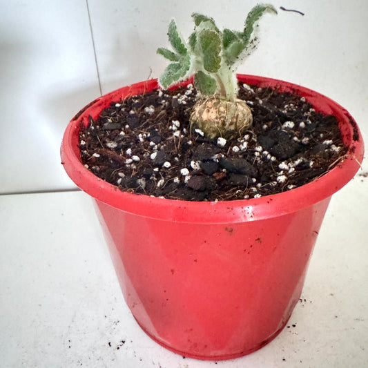 Crushed Velvet Hybrid (Leucotrica x Bullata) 130mm