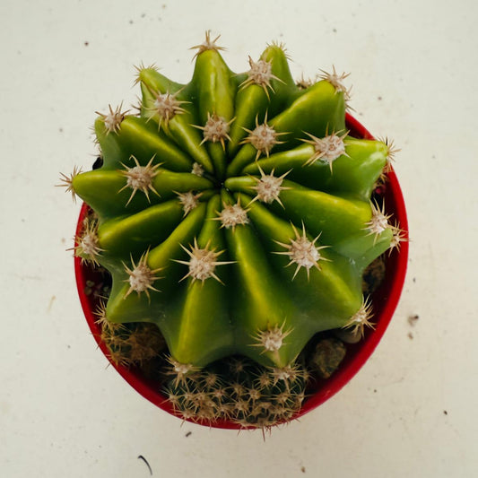 Cacti - Echinopsis #108