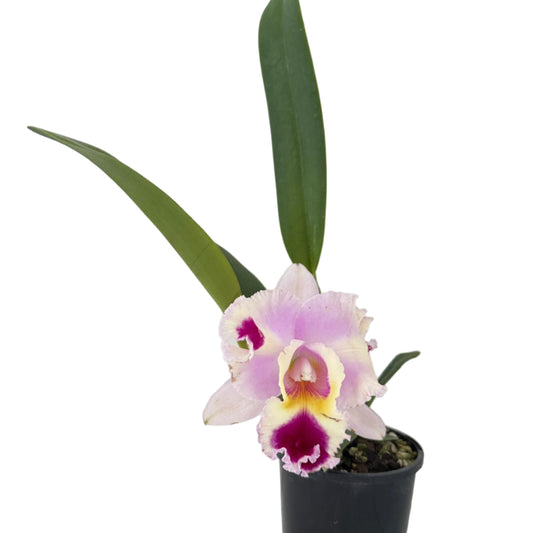 Cattleya Goldenzelle Egg Nong × Lc. Maris Song