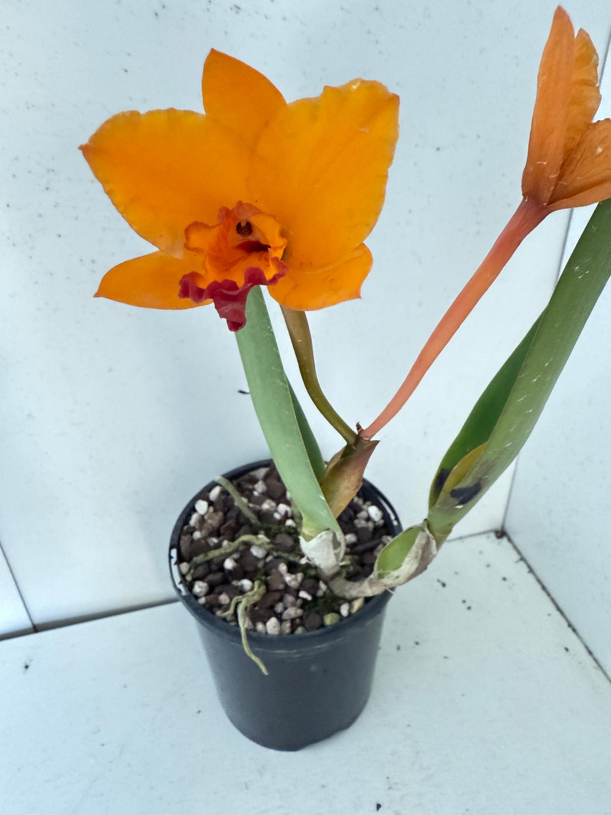 RTH CHIF Satisfaction topaz #56