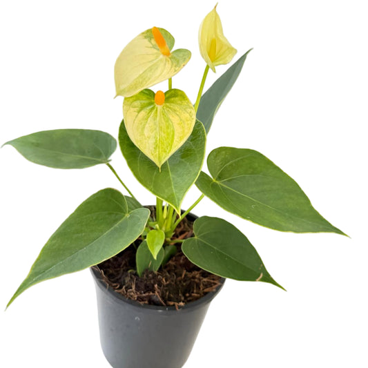 Anthurium Andraenum Vanila 140mm