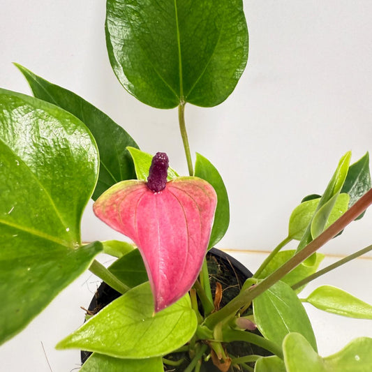 Anthurium zizou 100mm pot size plant- with pot