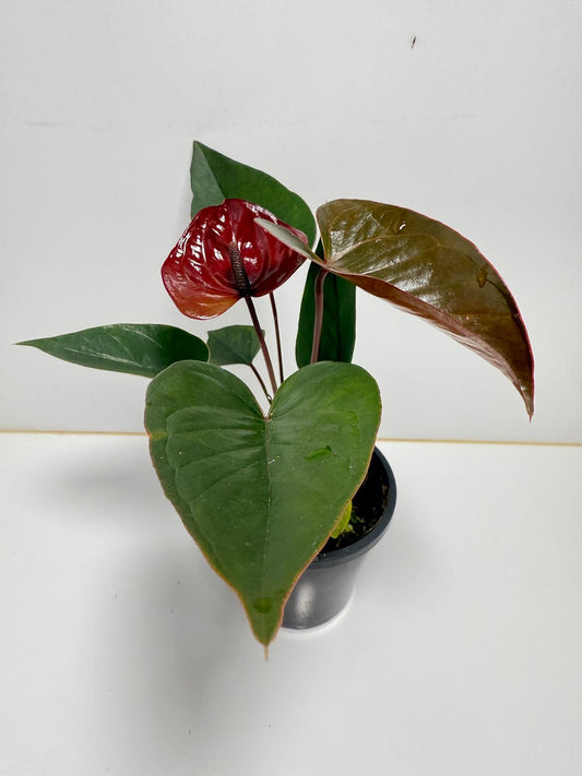 Anthurium Giant Chocolate 100mm pot size plant- with pot