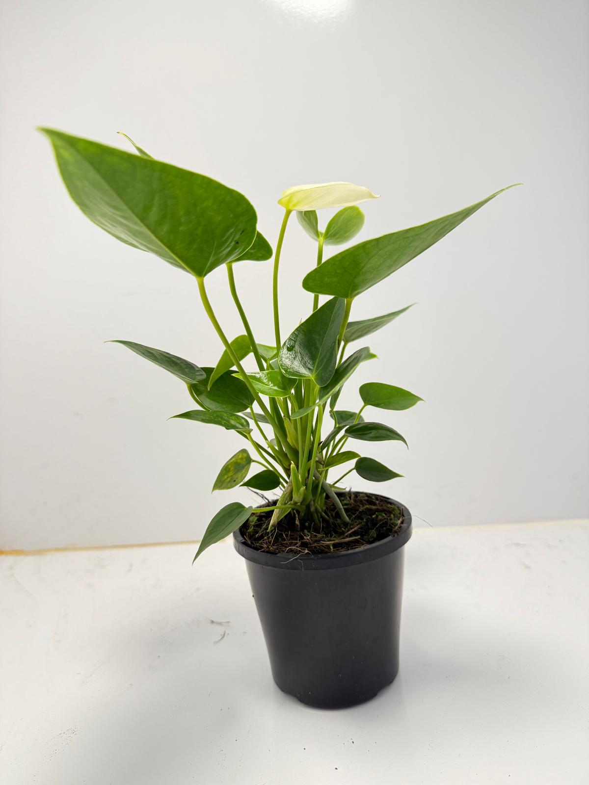 Anthurium Chill 100mm pot size plant- with pot