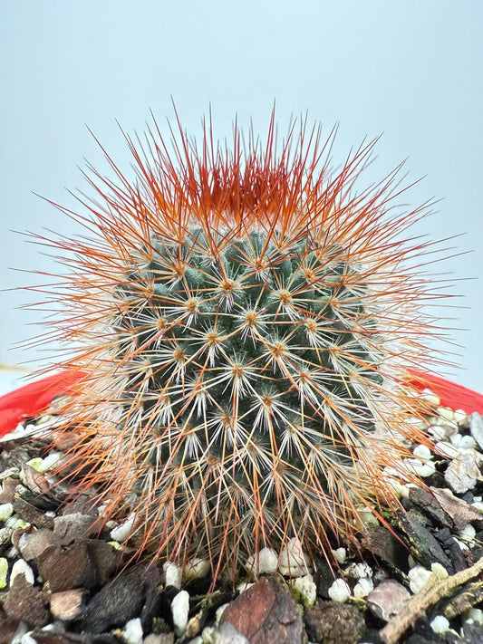 Cacti - Pincushion Cactus Spinosissima V Albispina 130mm